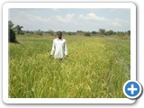 Rice growing in riparian zones has become a major adaptation strategy (1)