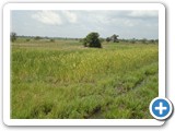 Rice growing in riparian zones has become a major adaptation strategy (2)