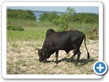 Riparian zones are used for grazing cattle (2)