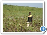 Cotton grown in the riparian zone of the Lake but later flooded after heavy precipitation (2)