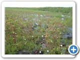 Cotton grown in the riparian zone of the Lake but later flooded after heavy precipitation (3)