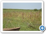 Sorghum grown in riparian zone of the Lake and flooded after heavy precipitation (5)