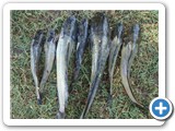 Catfish (Clarias gariepinus) is a common fish on Lake Kawi. It can withstand low oxygen levels in swamps