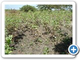Cotton is a major cash crop around the Lake,