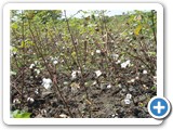 Cotton is a major cash crop around the Lake