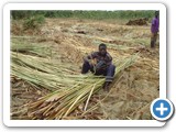 Harvesting papyrus is one of the sources of livelihood but needs to be regulated as excessive harvesting can worsen the impacts of climate change (1)