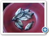Nile tilapia (Oreochromis niloticus) on Lake Kawi are stunted due to climate and non climate factors (3)