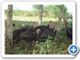 Turkey rearing is also practiced by a few farmers