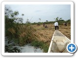 Harvesting papyrus to the edge of  the Lake may destroy the riparian vegetation and expose the Lake to siltation and should be avoided