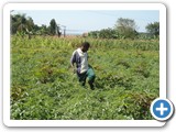 A fisherman growing high value tomatoes in the riparian zone.