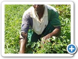 A fisherman growing high value tomatoes in the riparian zone