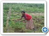 A lady cultivating crops in the riparian zone