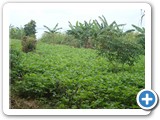Beans, bananas and cassava grown in riparian zone
