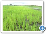 Rice grown in riparian zones.