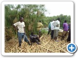 Extensive harvesting of papyrus to the edge of the Lake is destructive and not sustainable. It should be regulated (4)