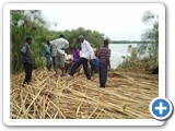 Extensive harvesting of papyrus to the edge of the Lake is destructive and not sustainable. It should be regulated (5)