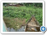 Growing crops such as these potatoes to the edge of the Lake is illegal and exposes it to siltation. The law protecting this zone  should be enforced