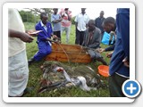 Project staff sorting fish samples