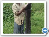 A fisherman displaying a large size Lungfish (Protopterus aethiopicus) worth about Ushs 80,000 (US$ 32)