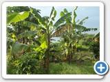 Bananas are a major food crop around the Lake