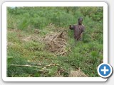 Papyrus is harvested on Lake Wamala mainly for making mats