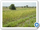 Rice growing in riparian zones has become a major adaptation strategy (3)