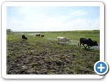 Riparian zones are used for grazing cattle (1)