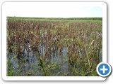 Sorghum grown in riparian zone of the Lake and flooded after heavy precipitation (1)